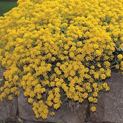 Mountain Gold Alyssum Flower Seeds/Montanum/Perennial    60+