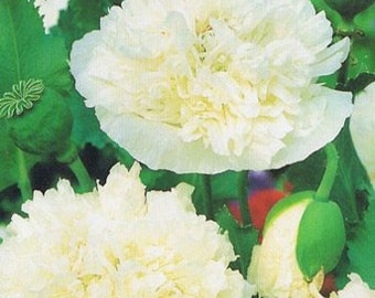 Cream Peony Poppy Flower Seeds/Papaver/Annual   100+