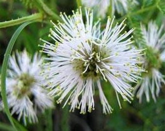 Illinois Bundleflower Flower Seeds/Desmanthus Illinoensis/Perennial    35+