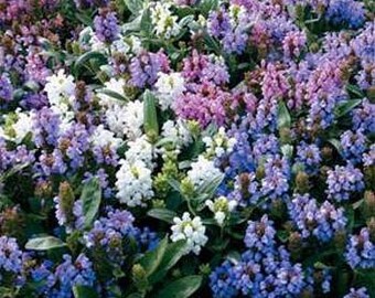 Prunella Grandiflora Pagoda Mix Flower Seeds/Perennial  50+