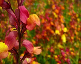 Linaria Licilia Peach Flower Seeds / Annual 75+