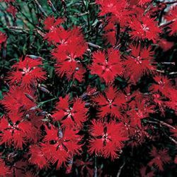 Red Superbus Dianthus Flower Seeds / Perennial 50+