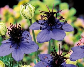 Nigella Love In The Mist Midnight Blue Flower Seeds / Annual 100+