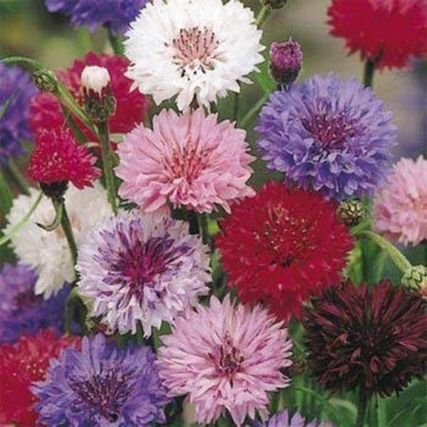 Polka Dot Mix Cornflower Flower Seeds/Centaurea Cyanus/Annual     40+