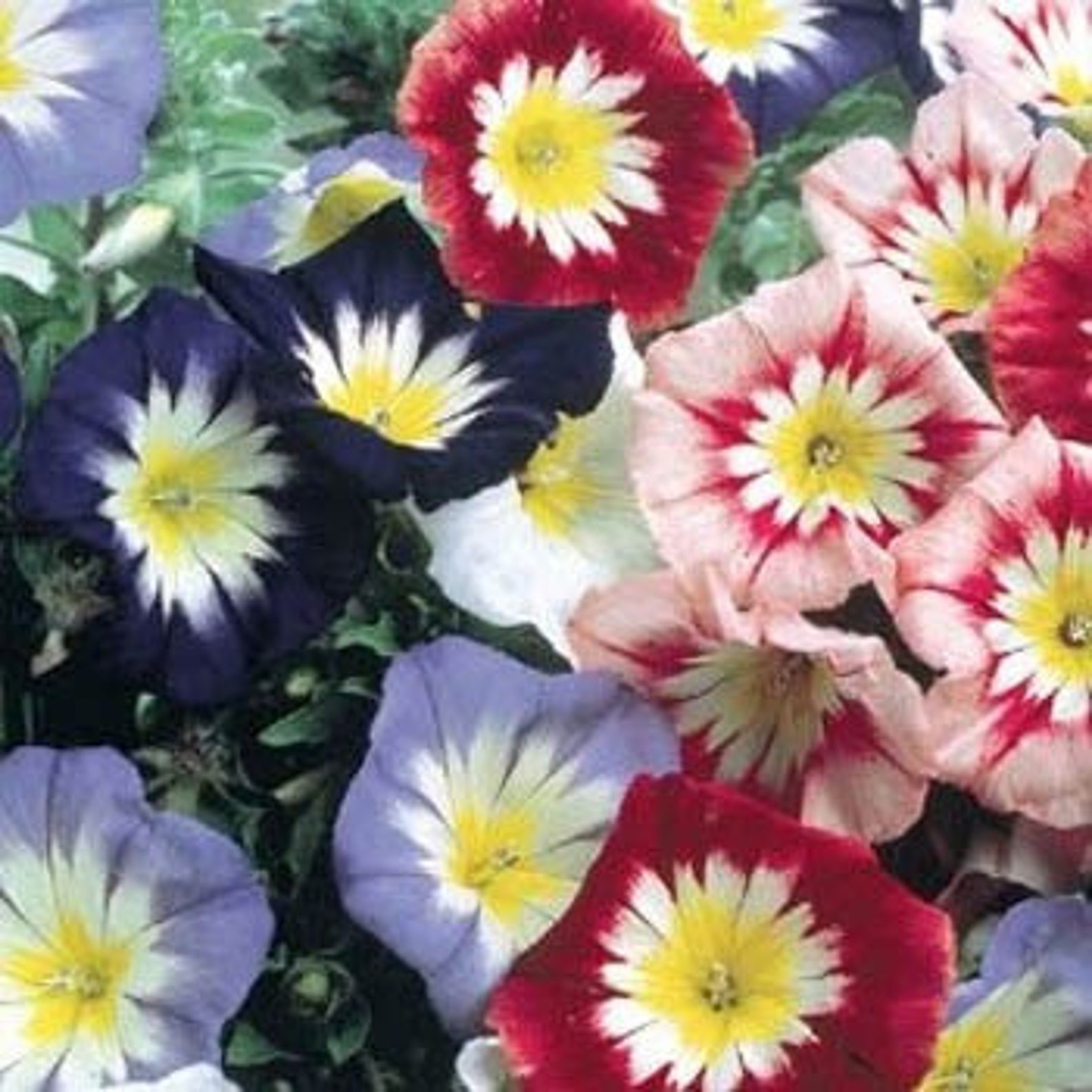 35 Dwarf Royal Ensign Morning Glory Seeds, Convolvulus Tricolor, Blue