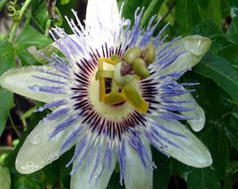 Passion Flower Plant Seeds/Passiflora Caerulea/Perennial   15+