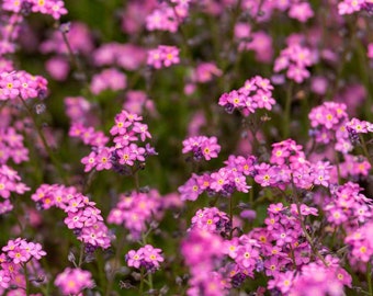 Rose Forget-Me-Not Flower Seeds/Myosotis Sylvatica/Perennial  75+