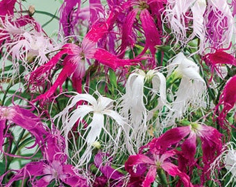 Superbus Spooky Mix Dianthus Flower Seeds / Perennial 50+