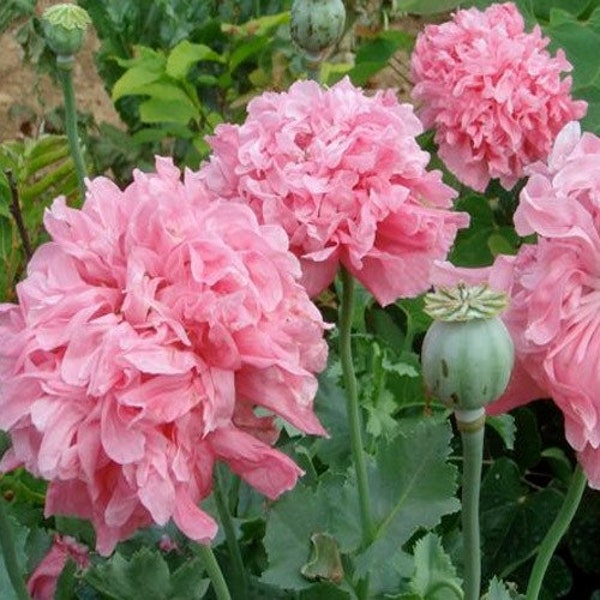 Salmon Peony Poppy Flower Seeds/Papaver/Annual  100+