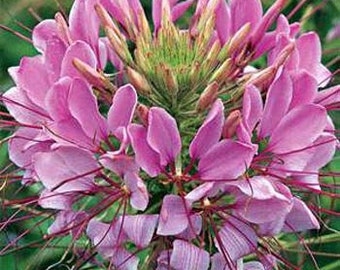 Violet Queen Cleome Flower Seeds/Hassleriana /Annual   50+