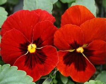 Swiss Giant Cardinal Red Alpenglow Viola Pansy Flower Seeds/Biennial   35+