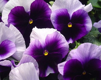 Swiss Giant Purple & White Viola Pansy Flower Seeds/Beaconsfield/Biennial  35+