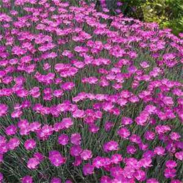 perennial-flower-seeds-etsy