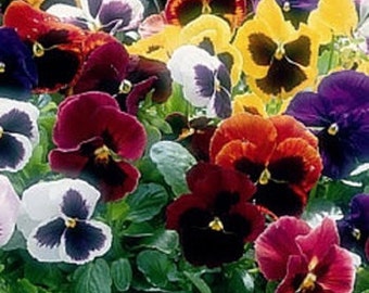 Swiss Giant St. Ravel Mix Viola Pansy Flower Seeds/Tri-Color Maxima/Biennial  35+