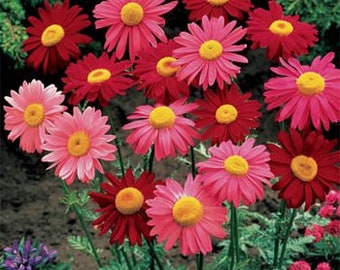 Chrysanthemum Robinson Mix Flower Seeds/Coccineum/Perennial     50+