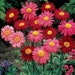 see more listings in the Flower Seeds section