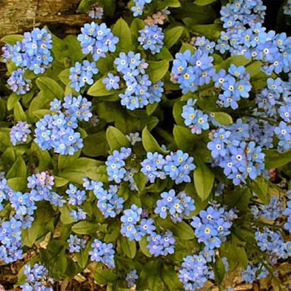 Blue Forget-Me-Not Flower Seeds/Myosotis Sylvatica/Perennial  100+