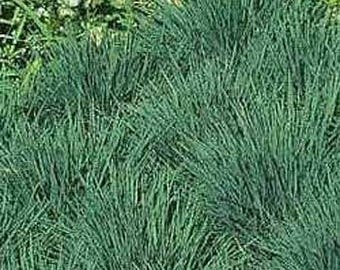 Blue Hair Grass Seeds/Koeleria glauca/Perennial  30+