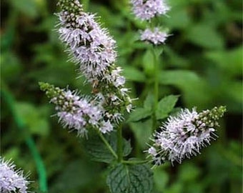 Peppermint Herb Seeds/Mentha Piperita/Perennial    100+