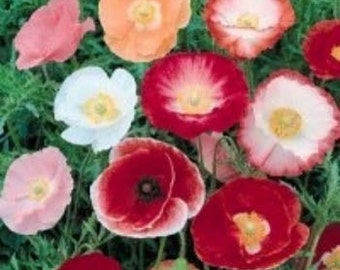 Shirley Mix Poppy Flower Seeds/Papaver Rhoeas/Annual  50+