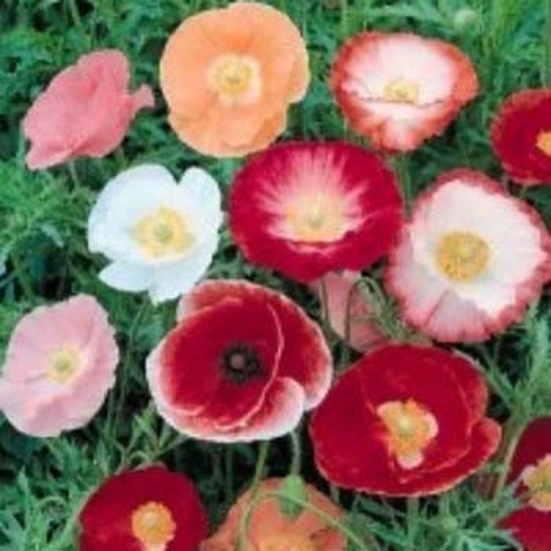 Shirley Mix Poppy Flower Seeds/Papaver Rhoeas/Annual 50 image 1