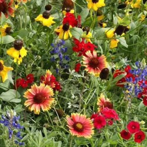 Wildflower Texas Oklahoma Mix Seeds 7gseeds Etsy