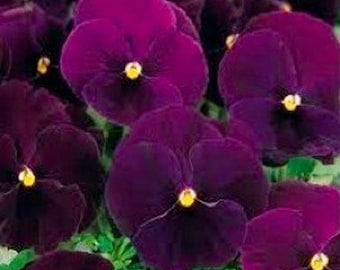 Swiss Giant Purple Bergwacht Viola Pansy Flower Seeds/Biennial  35+