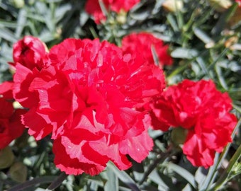 Scarlet Red Carnation/Dianthus Caryophyllus Grenadin/Biennial    - 40+