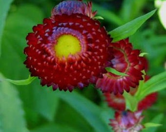 Scarlet Strawflower Flower Seeds/Helichrysum Bracteatum/Annual    75+