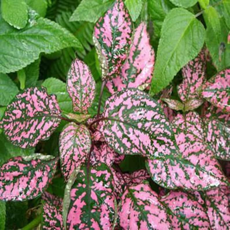 Pink Polka Dot Hypoestes Plant Seeds/sanguinolenta/perennial Etsy