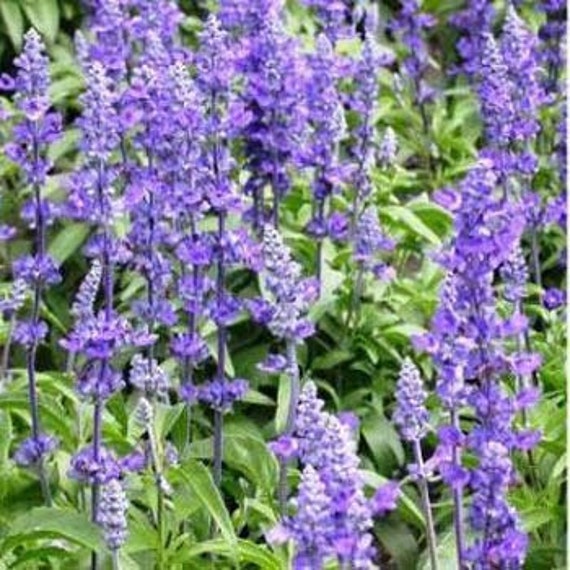 Salvia Flower Child Seeds