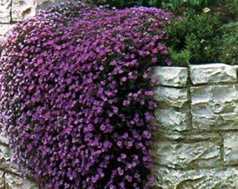 Aubrieta Rock Cress Cascade Graines de fleurs violettes / Vivace 50+