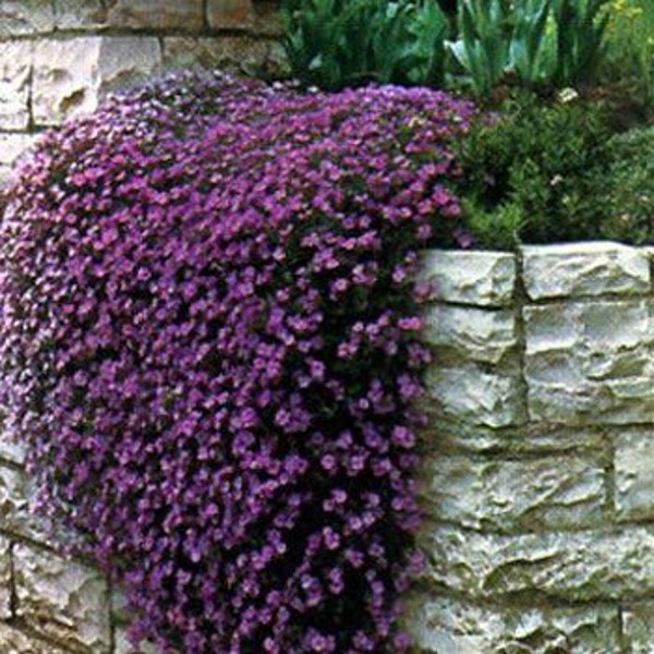 Aubrieta Rock Cress Cascade Purple Flower Seeds / Perennial   50+