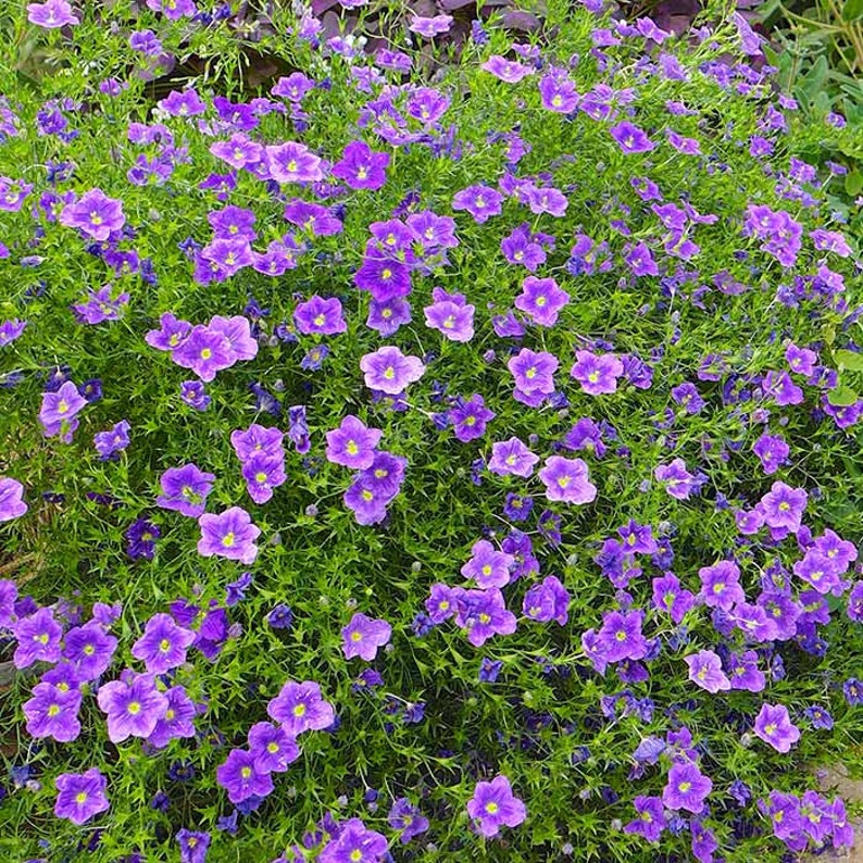 Nierembergia Purple Robe Flower Seeds/Hippomanica/Perennial 75 image 2