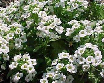 Sweet White Alyssum Flower Seeds/Lobularia Maritima-Benthamii/Perennial   60+