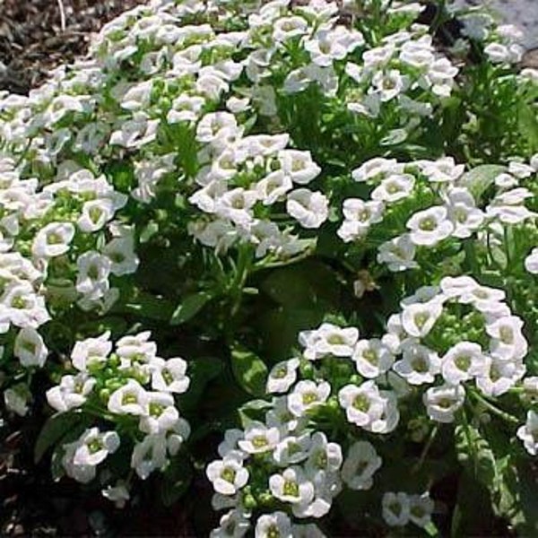 Sweet White Alyssum Flower Seeds/Lobularia Maritima-Benthamii/Perennial   60+