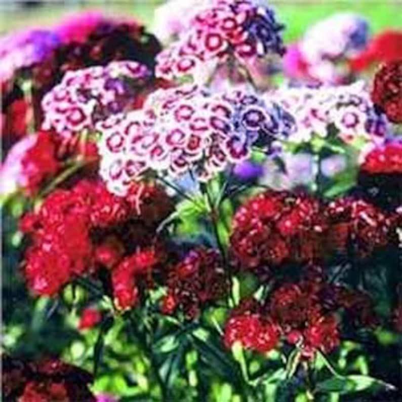 Sweet William Mix Flower Seeds/Dianthus Barbatus/Perennial 60 image 1