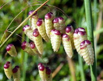 Little Quaking Grass /Briza maxima/Annual  75+