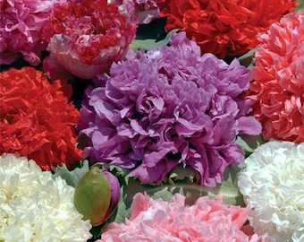 Double Peony Mix Flower Seeds/Papaver/Annual  100+