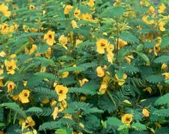 Cassia Partridge Pea Flower Seeds/Fasciculata/Annual    50+