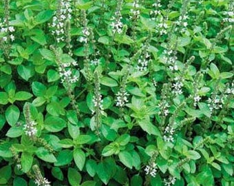 Sweet Marjoram Herb Seeds/Majorana Hortensis/Perennial    50+