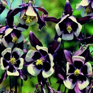 William Guinness Columbine Flower Seeds/Aquilegia Vulgaris/Perennial   30+