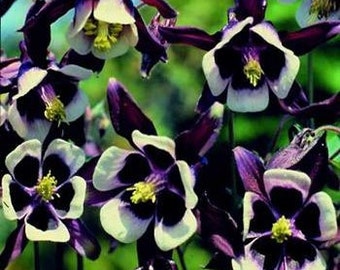 William Guinness Columbine Flower Seeds/Aquilegia Vulgaris/Perennial   30+