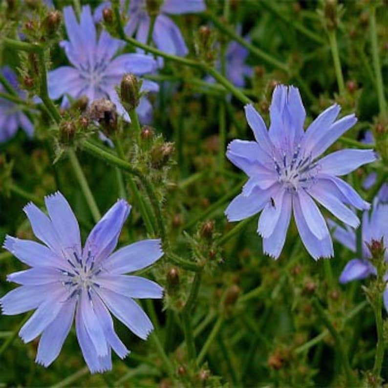 Chicory Flower Seeds/Cichorium Intybus/Perennial 75 image 1