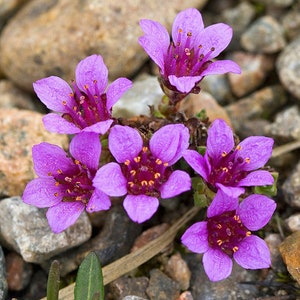 Fleur de Robe violet Saxifraga Arendsii/rocaille et vivaces 75 image 1