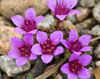 Saxifraga Purple Robe Flower Seed/Arendsii/Perennial   75+