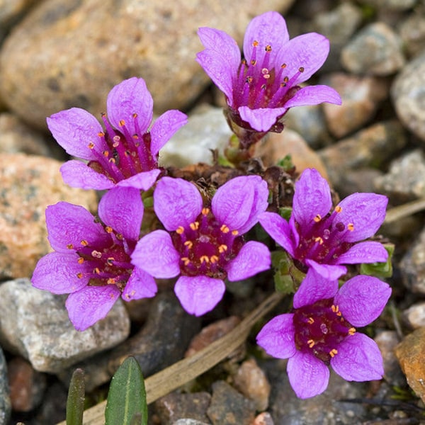 Saxifraga lila Robe Blüte Samen/Arendsii/Staude 75 +