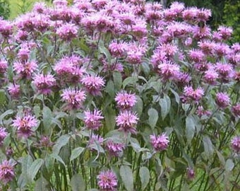 Lavender Mintleaf Bee Balm Flower Seeds/Monarda Fistulosa/Perennial    50+