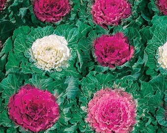 Ornamental Cabbage Plant Seed/Brassica Oleracea/Annual    40+