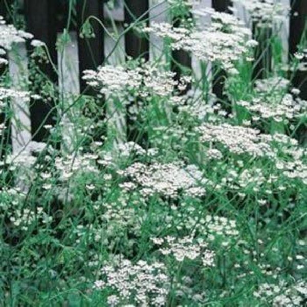 Anise Herb Seeds/Pimpinella Anisum/Anual 30+